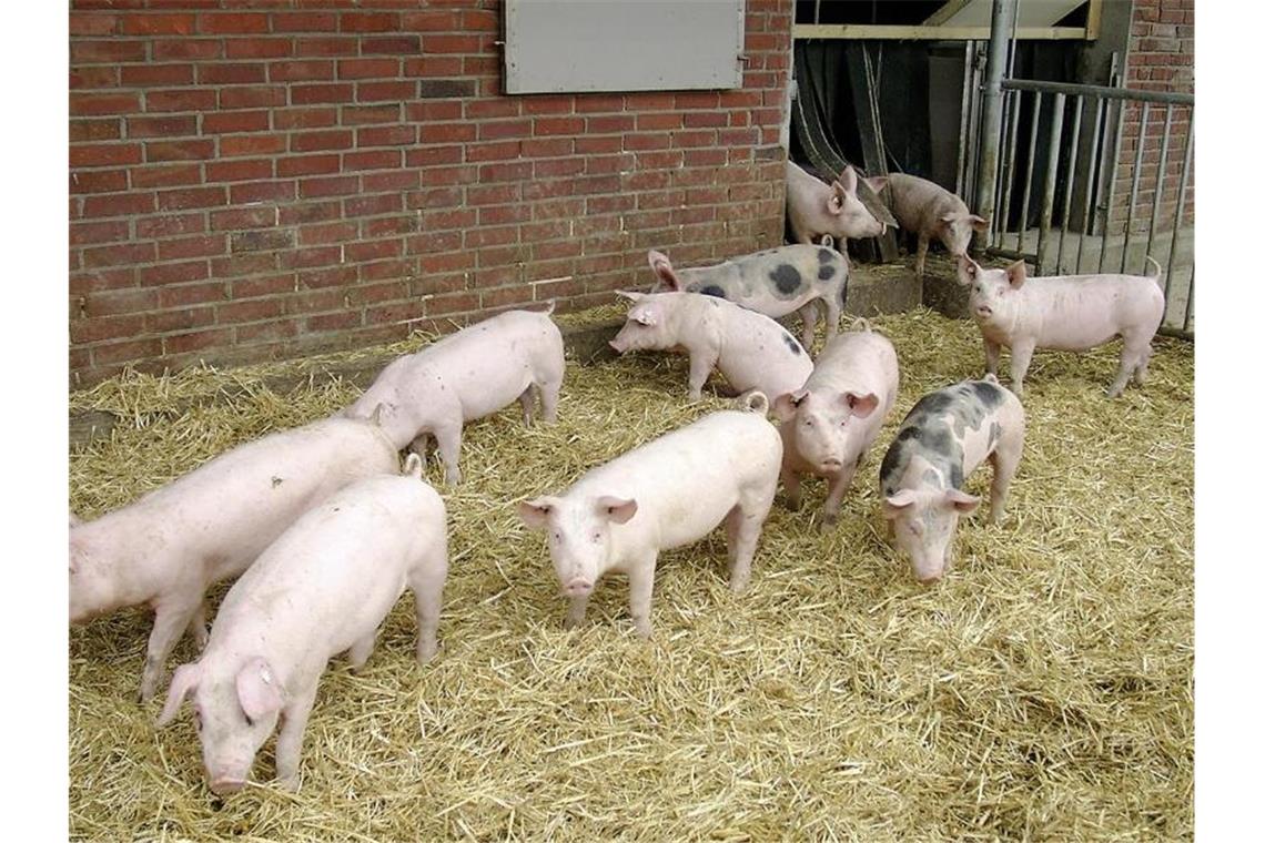BGH gibt grünes Licht für „Hohenloher Landschwein“ Hohenloher Landschweine vor einem Stall. Foto: BESH/Bäuerlichen Erzeugergemeinschaft Schwäbisch Hall/dpa/Archivbild