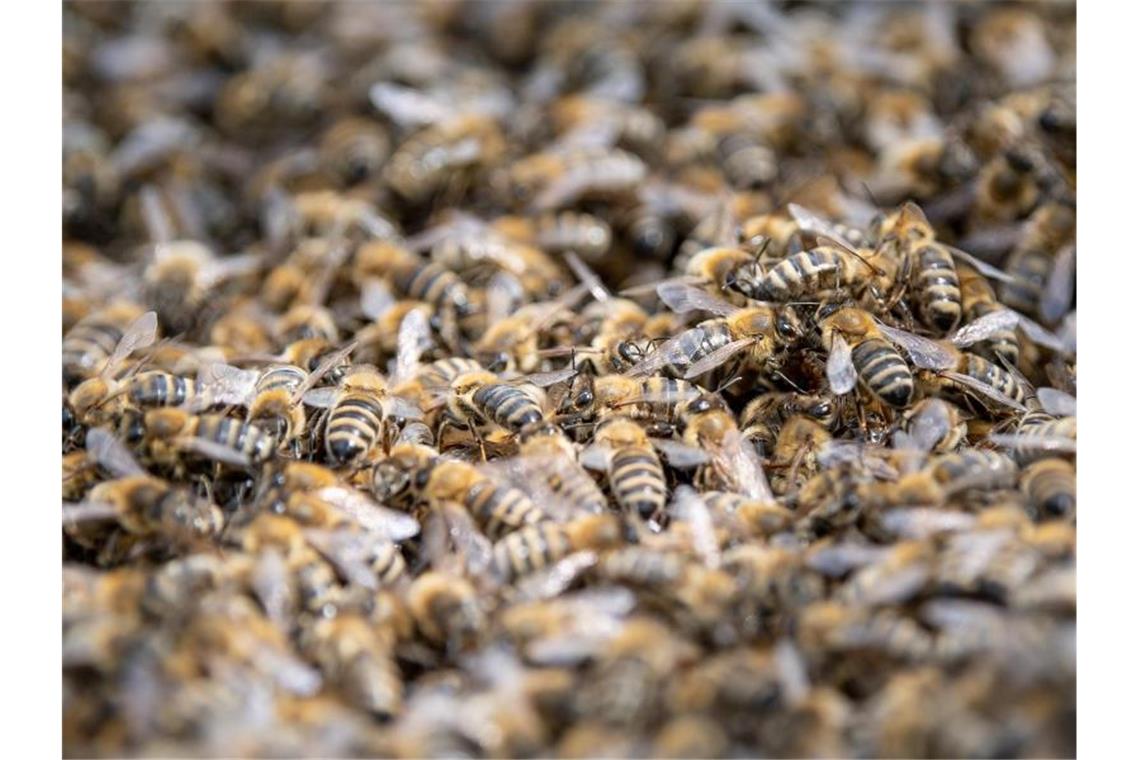 Honigbienen, aufgenommen auf einer Streuobstwiese. Foto: Fabian Sommer/Archivbild