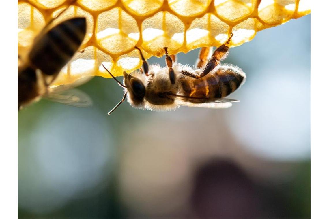 Honigbienen sitzen auf einer Wabe. Foto: Sebastian Gollnow/dpa/Archivbild