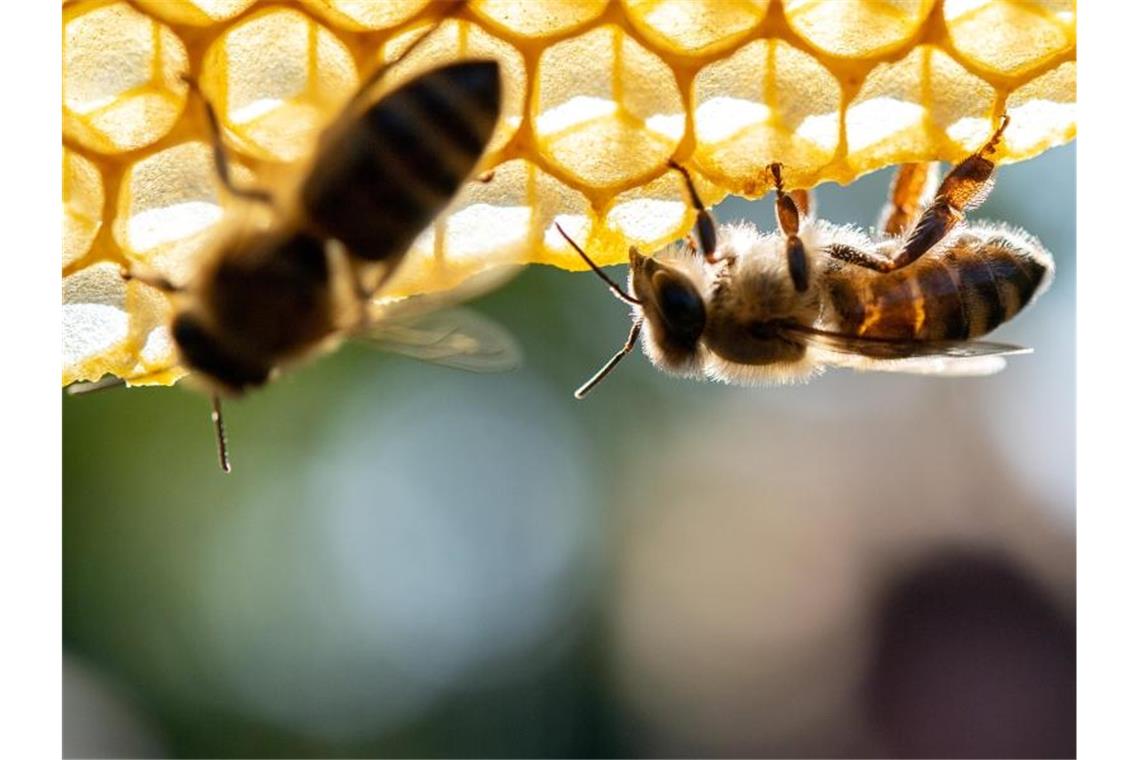 Honigbienen sitzen auf einer Wabe. Foto: Sebastian Gollnow/dpa/Archivbild