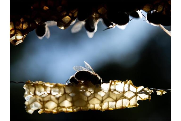 Honigbienen sitzen auf einer Wabe. Foto: Sebastian Gollnow/dpa/Archivbild