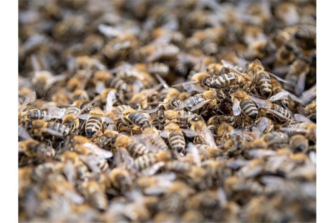 Honigbienen tummeln sich. Foto: Fabian Sommer/Archiv