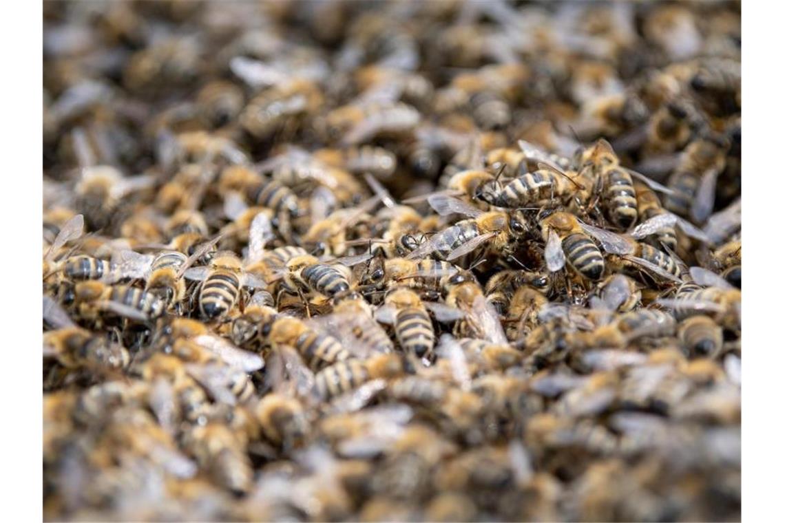 Obstbauern gegen Bienen-Volksbegehren Honigbienen tummeln sich. Foto: Fabian Sommer/Archiv