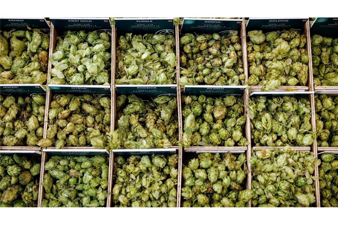 Hopfenbauern roden Bestände gegen Überangebot Hopfen sorgt nicht nur für die bittere Note im Bier. (Archivbild)