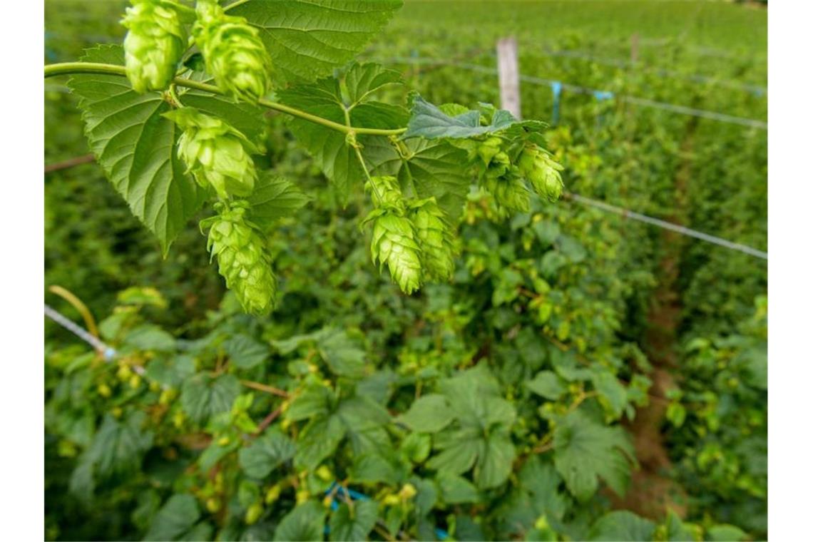 Hopfenbauern rechnen mit deutlich besserer Ernte Hopfendolden vor der Gerüstanlage eines Hopfengartens. Foto: Armin Weigel/Archivbild