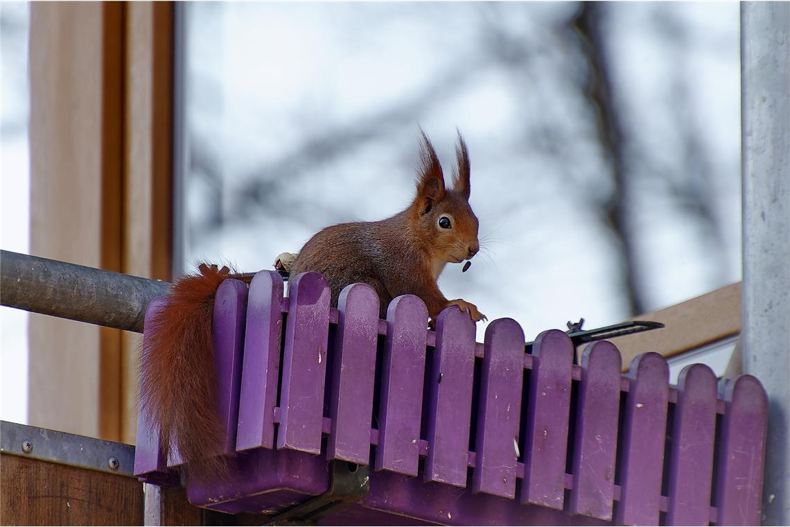 "Hoppla, da fällt mir doch das Körnchen weg!"