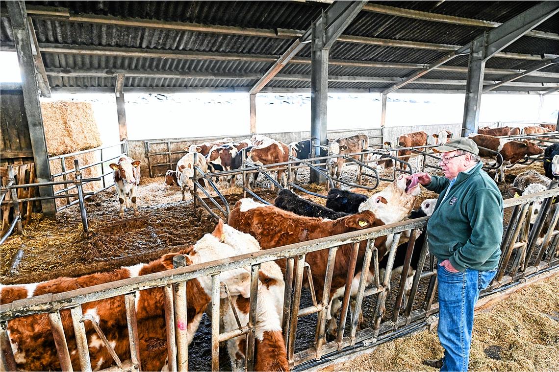 Herde wegen Böllern in Panik – drei Tiere müssen sterben