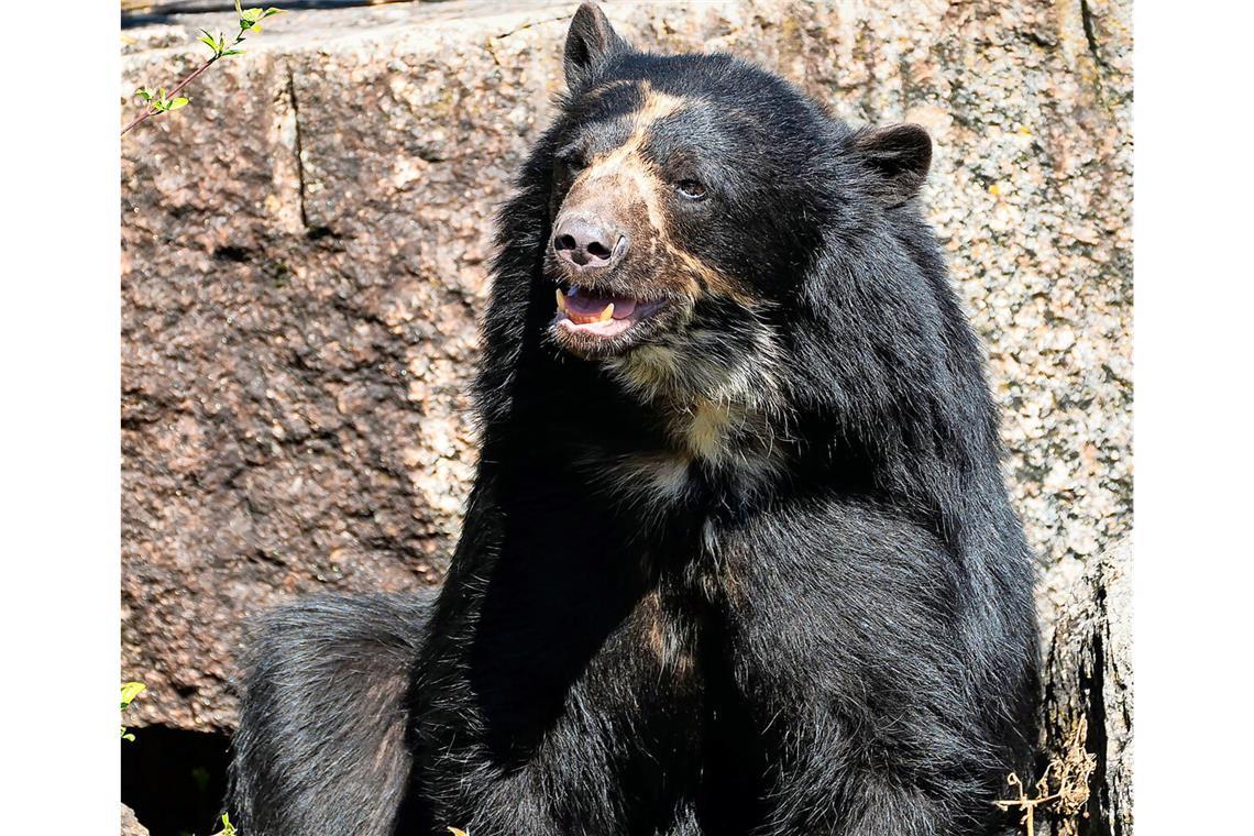 Sorgt Brillenbär Hubärt für Nachwuchs? Hubärt aus Österreich darf seine Artgenossin Suyana treffen.
