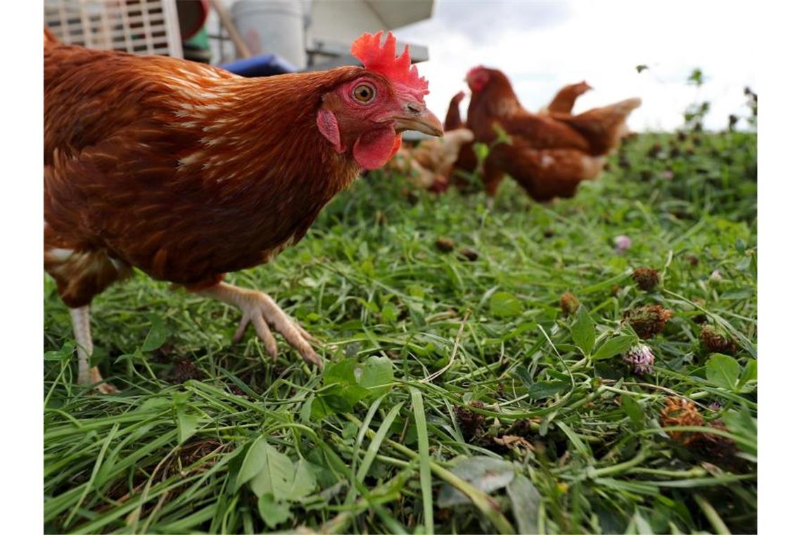 Hühner eines Geflügelbauern laufen über eine Wiese. Foto: Daniel Karmann/dpa/Symbolbild