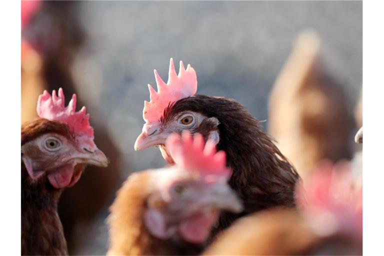 Hühner stehen in einem Geflügelhof. In Deutschland legt ein Huhn im Schnitt 301 Eier pro Jahr. Foto: Jan Woitas/dpa-Zentralbild/dpa