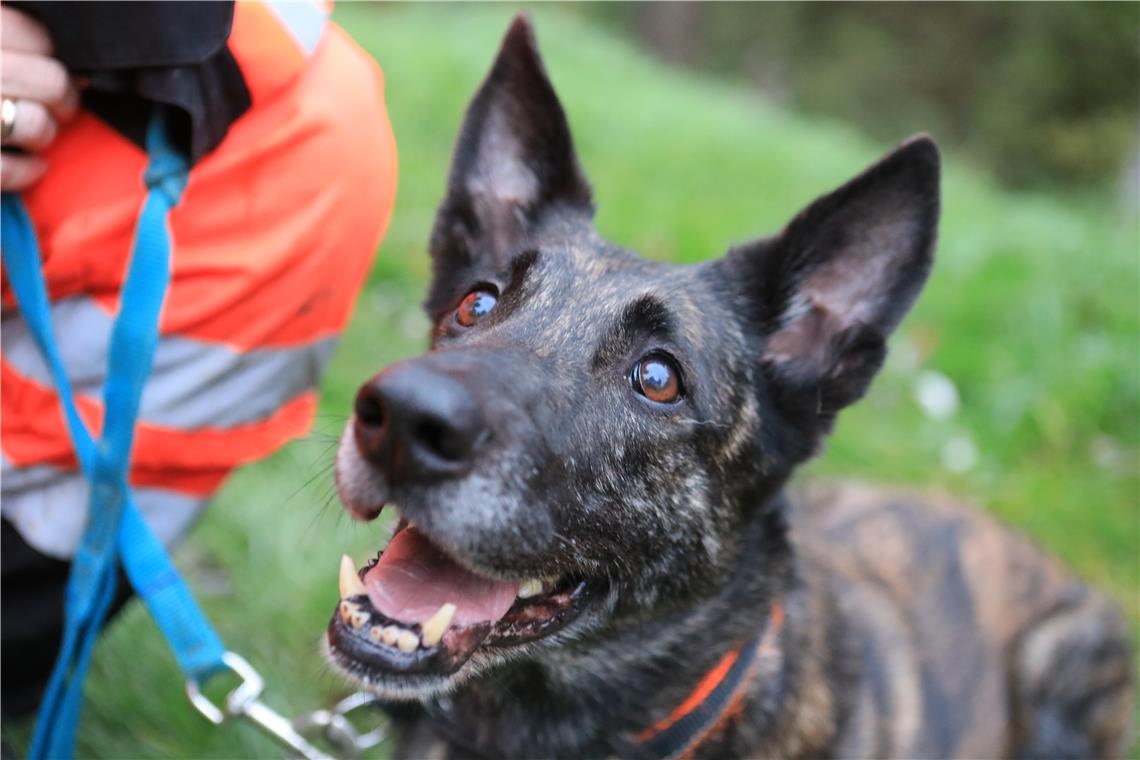 Bailey hat den richtigen Riecher Hündin Bailey ist zwar schon elf Jahre alt, hat ihre feine Nase aber nicht verloren. In dieser Woche hat sie eine vermisste Seniorin gefunden. Foto: G. Habermann
