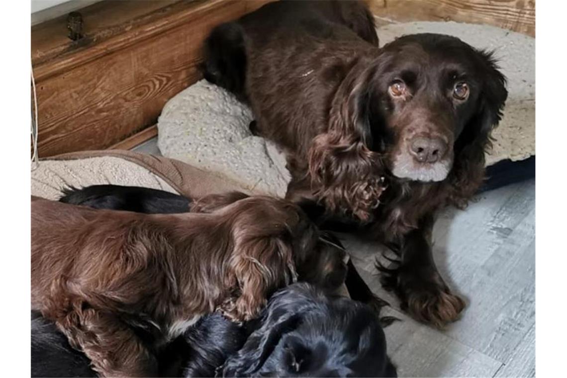 Jahre nach Diebstahl: Besitzer wieder mit Hund vereint Hündin Cassie und ihre drei Welpen wurden acht Jahre nach dem Diebstahl von der Polizei wieder zu ihrer Familie zurückgebracht. Foto: Sussex Police/dpa