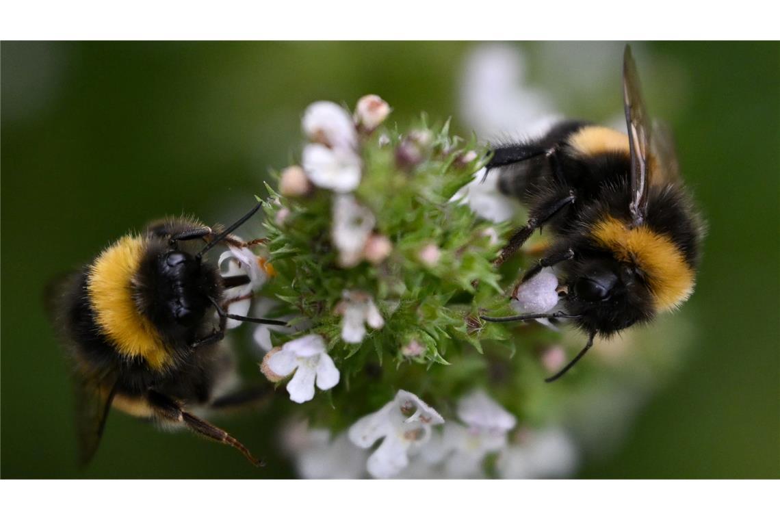 Bilder des Tages Hummelflug