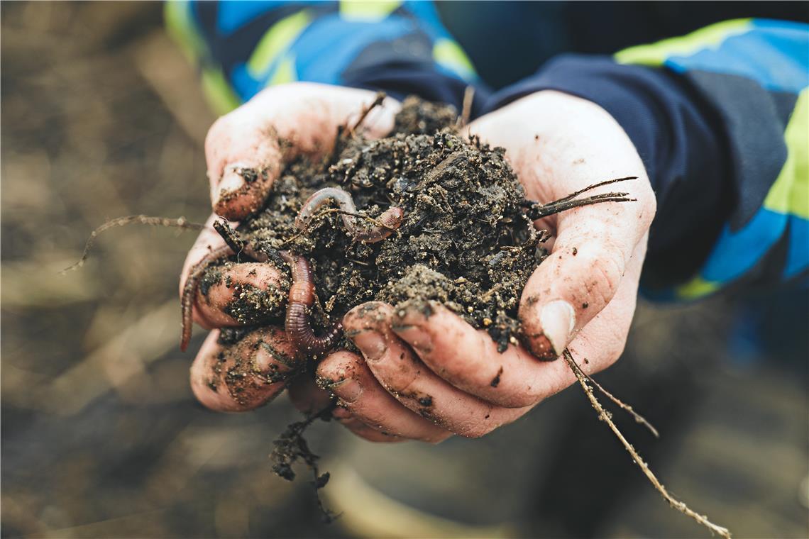 Humusprojekt in Murrhardt Humus ist viel mehr als totes organisches Material. Zu ihm gehören viele lebendige Mitstreiter wie beispielsweise der Regenwurm, die die für die Fruchtbarkeit wichtigen Kreisläufe aufrechterhalten. Foto: Adobe Stock/Feeding