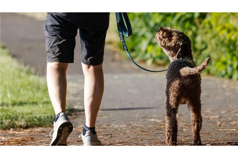 Hund beim Spaziergang: Ein Hund geht mit seinem Halter auf dem Deich am Werdersee spazieren. (Symbolbild)
