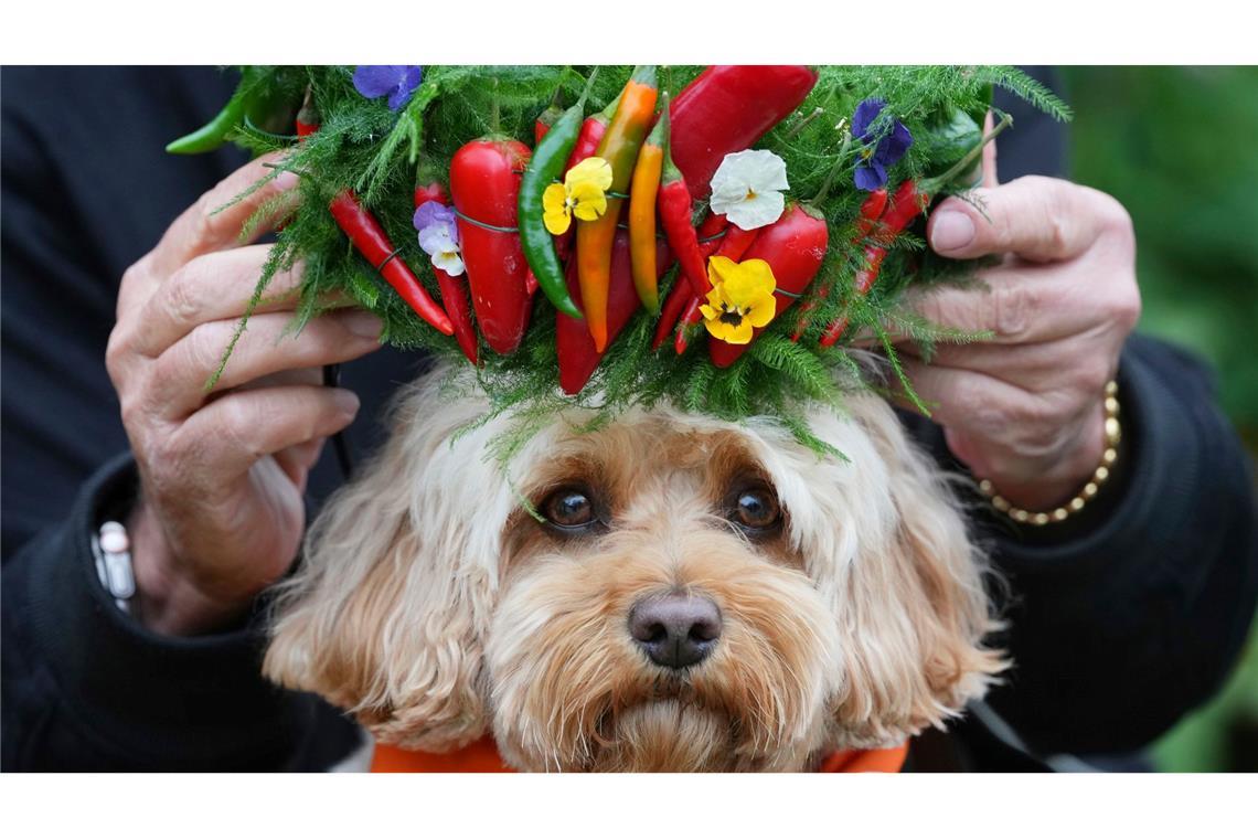 Chelsea Flower Show: Im Namen der Rose Hund Chili bekommt ein Krönchen aus Chilis aufgesetzt.