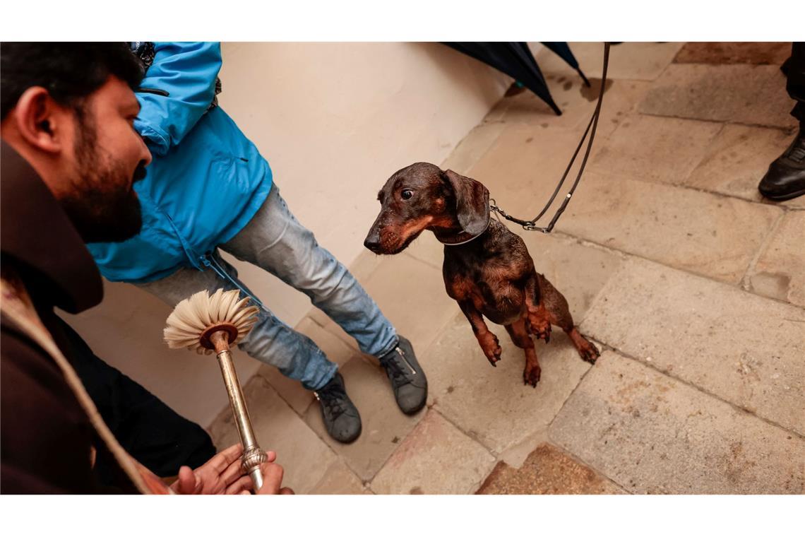 Hund & Herrchen gesegnet – Feier zum Welttierschutztag im Dom in Osnabrück