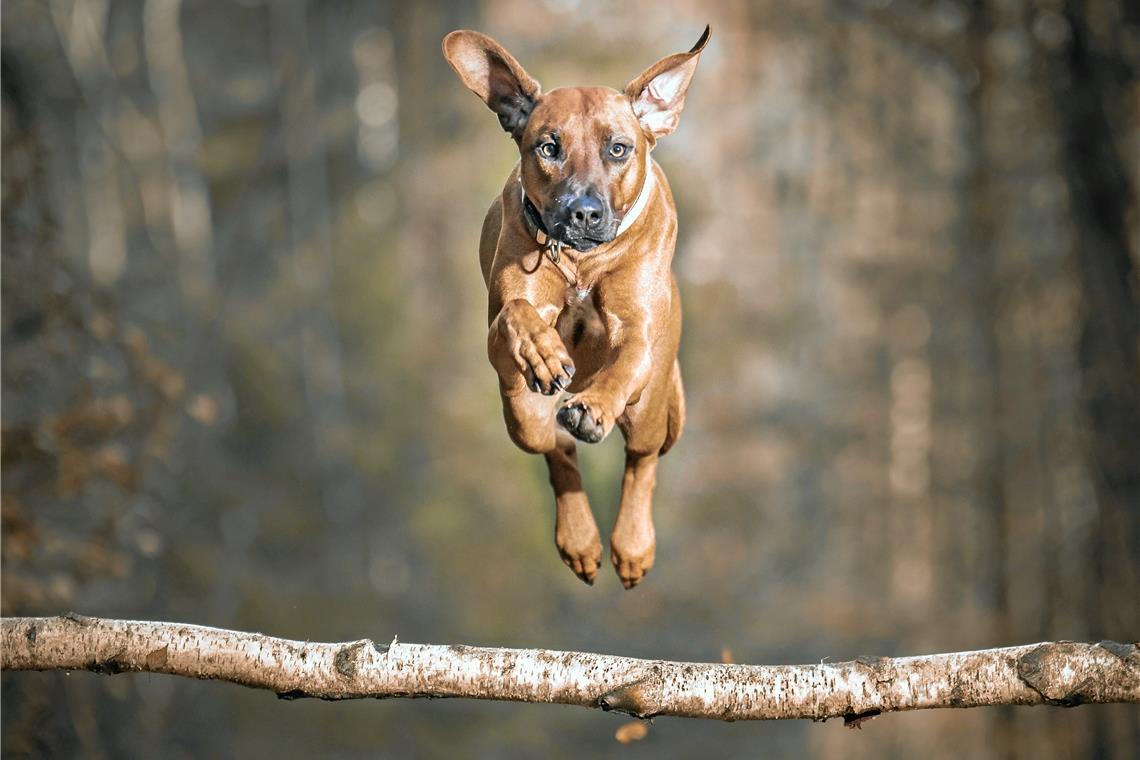 Auf der Zielgeraden zum Fotowettbewerb Hund im Sprung: So könnte ein „einfach tierischer“ Beitrag aussehen. Foto: Udo Krauss