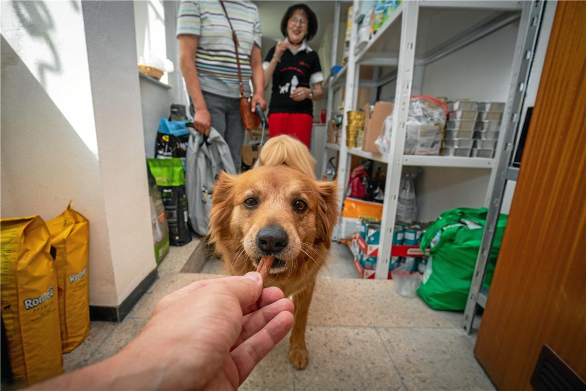 Kostenloses Futter für den Hund Hund Krümel freut sich über einen Snack zwischendurch. Fotos: A. Becher
