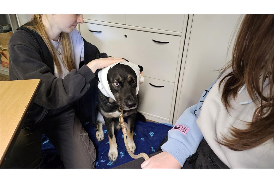 Herz-Druck-Massage beim Hund will gelernt sein Hund "Puma" erhält im Erste-Hilfe-Kurs in Halle einen Kopfverband.