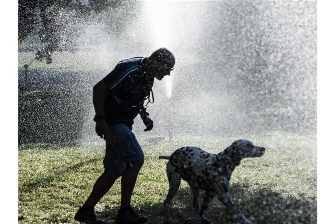 Keine Abkühlung in Sicht - die Hitze bleibt Hund und Herrchen mit der selben Intention: Ab unter die Wasserfontäne eines Rasensprengers im Tiergarten Berlin. Foto: Paul Zinken