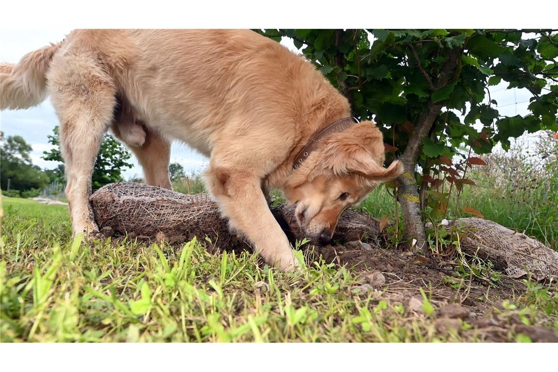 Hunde bekommen bei der Trüffelernte zum Einsatz - hier ist ein Golden Retriever Trüffelspürhund in Baden-Württemberg. (Archivbild)