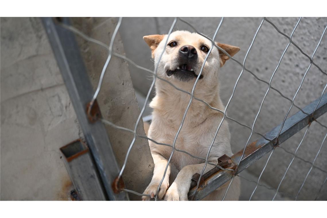 Haustier-Boom in China: Wie Retter mit den Folgen kämpfen Hunde, die vor dem Hundefleisch-Fest in Yulin gerettet werden, landen oft auf Zhao Xinqis Hof.