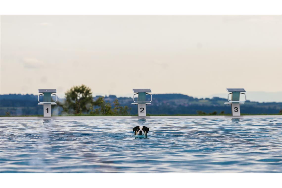 Hunde im Becker - Saisonende im Freibad