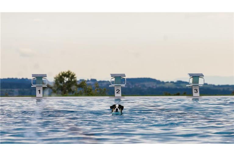 Hunde im Becker - Saisonende im Freibad
