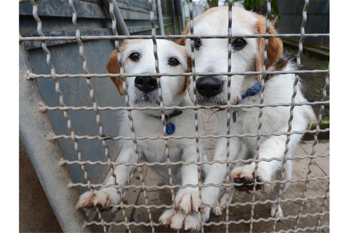 Hunde im Tierheim in Stuttgart. Foto: picture alliance / dpa/Symbolbild