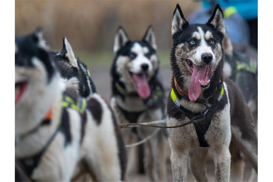 Ermittlungen zu toten Schlittenhunden vor Abschluss Hunde stehen nach einem Schlittenhunderennen am Ziel. Foto: Monika Skolimowska/dpa-Zentralbild/dpa/Archivbild