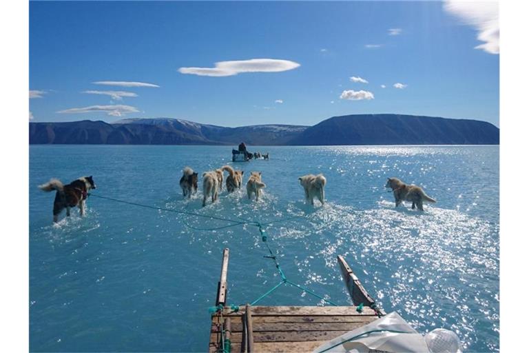 Hunde ziehen den Schlitten von Klimaforscher Steffen M. Olsen durch das Schmelzwasser auf dem Eis vor Grönland. Foto: Steffen M. Olsen/Danmarks Meteorologiske Institut
