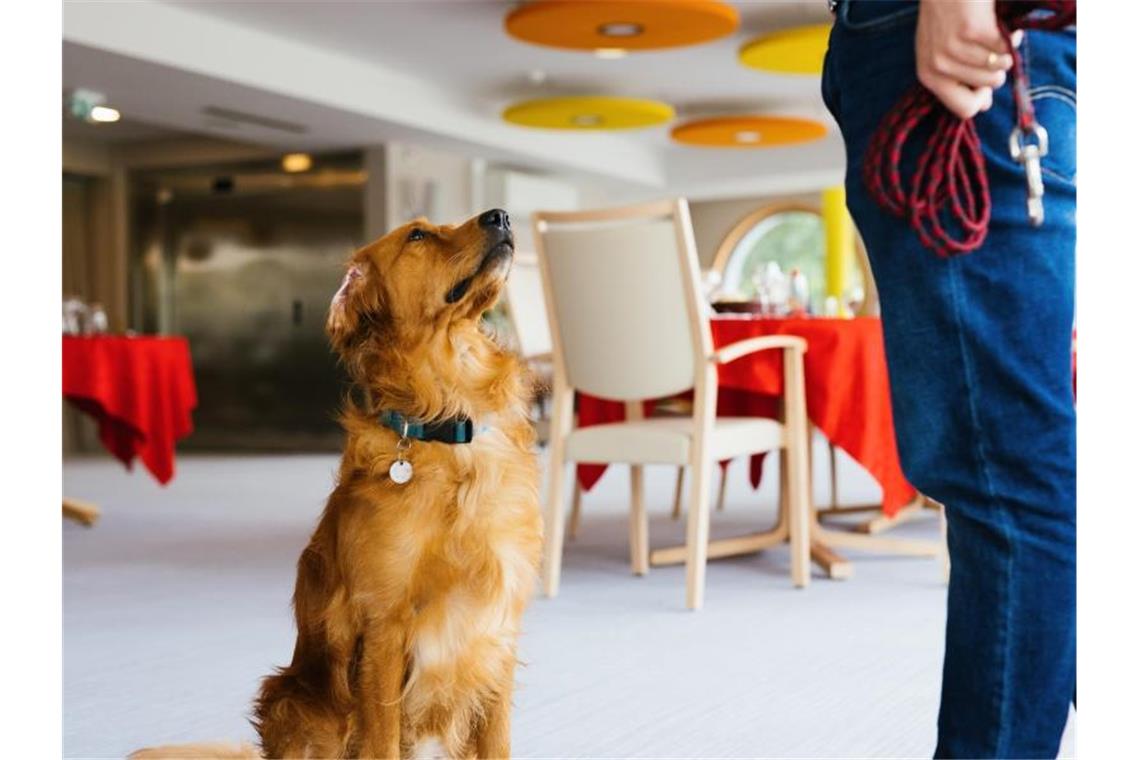 Vierbeiner spürt in Frankreich Corona-Infizierte auf Hundeführerin Christelle Schreiber steht neben Pokaa, dem angeblich ersten in Frankreich eingesetzten Covid-Suchhund. Foto: Philipp von Ditfurth/dpa