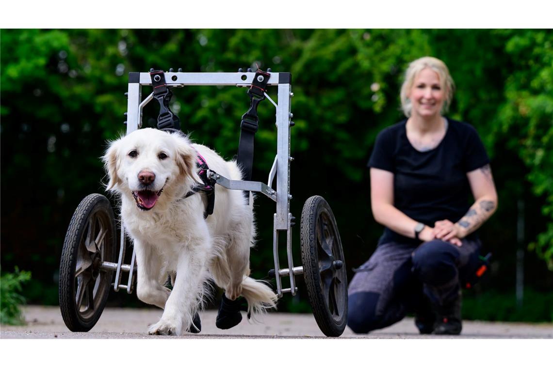Bilder des Tages Hundeglück in Gefahr: Gnadenhof in der Heide fehlen Spenden