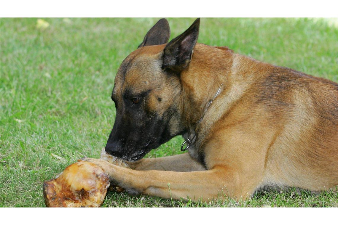 Warnung für Hundebesitzer: Werwolfsyndrom kann zum Tod führen Hundeknochen sind wohl der Auslöser für Verhaltensänderungen bei den Vierbeinern (Symbolbild).