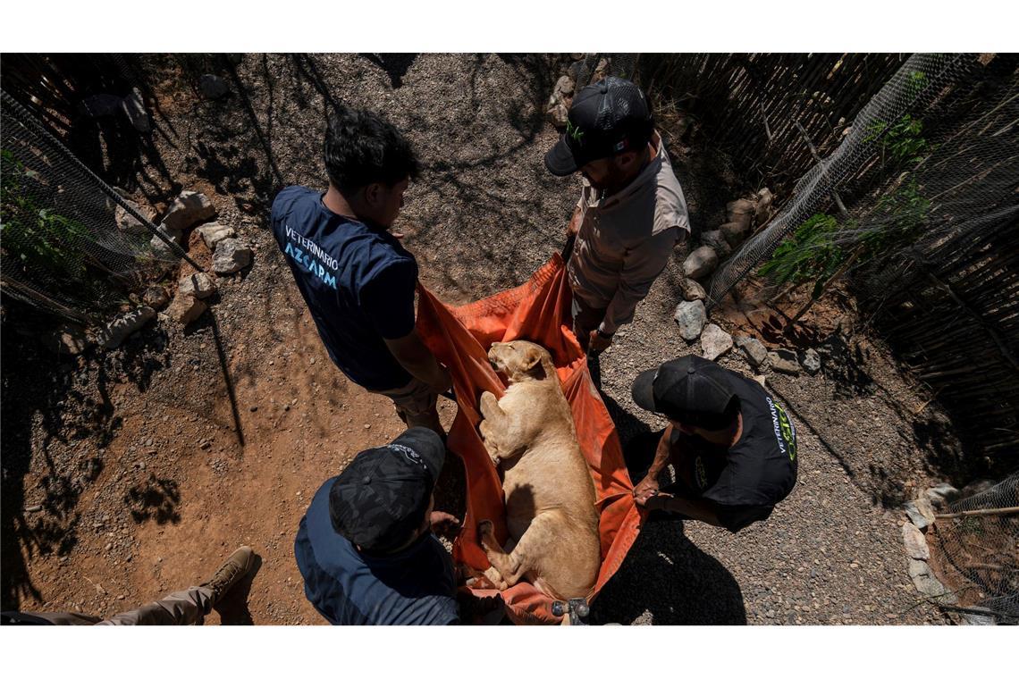 700 Wildtiere ziehen wegen Gewalt in Mexiko um Hunderte Löwen, Elefanten und Tiger bekommen in der Stadt Mazatlán ein neues Zuhause.