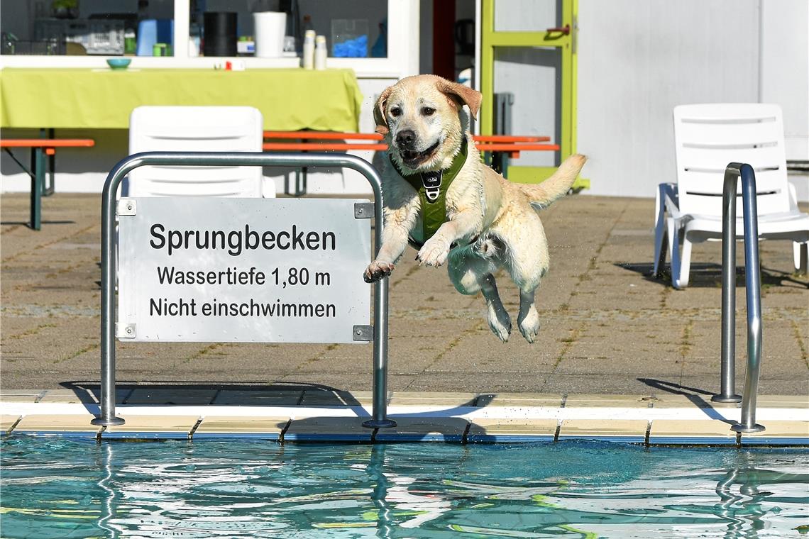 Hundeschwimmen im Freibad, Foto: T. Sellmaier