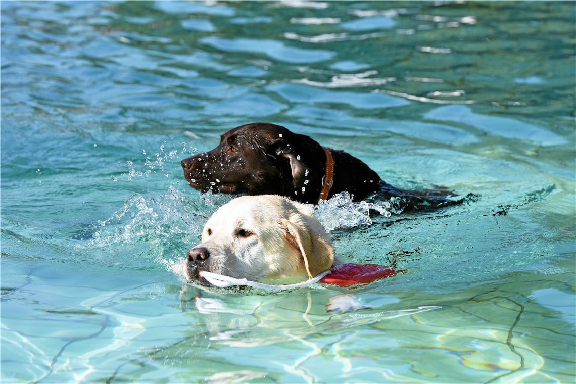Hundeschwimmen im Freibad, Foto: T. Sellmaier