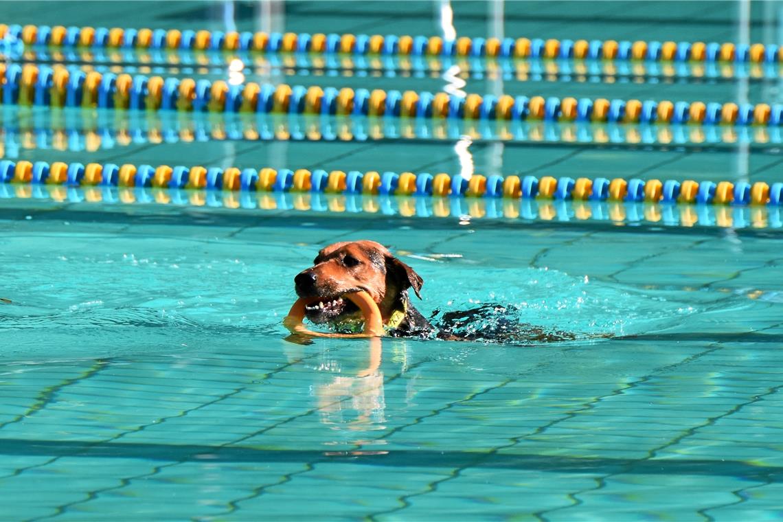 Hundeschwimmen im Freibad, Foto: T. Sellmaier