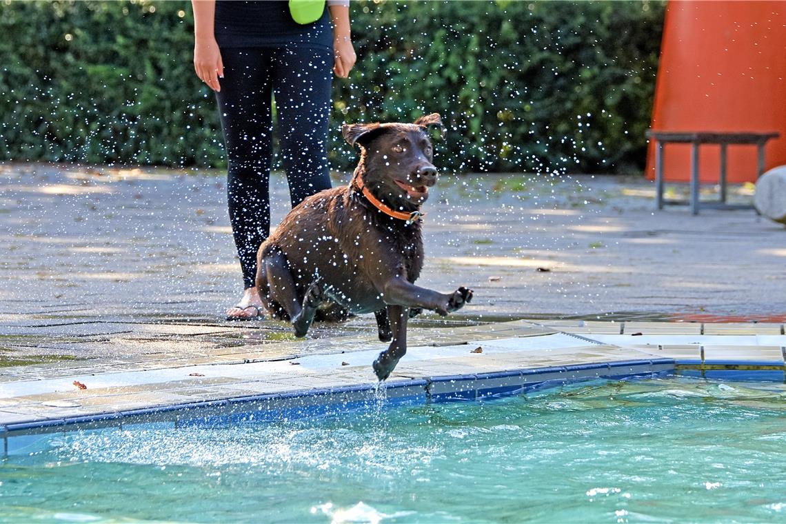Hundeschwimmen im Freibad, Foto: T. Sellmaier
