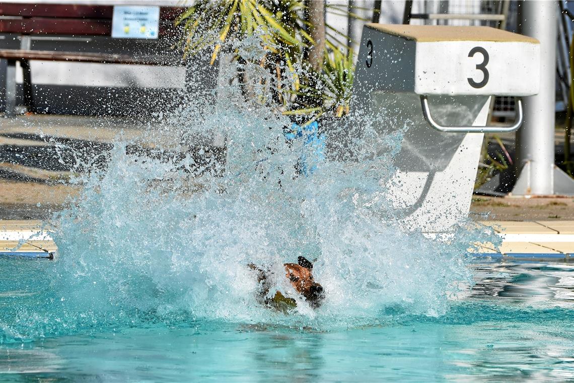 Hundeschwimmen im Freibad, Foto: T. Sellmaier