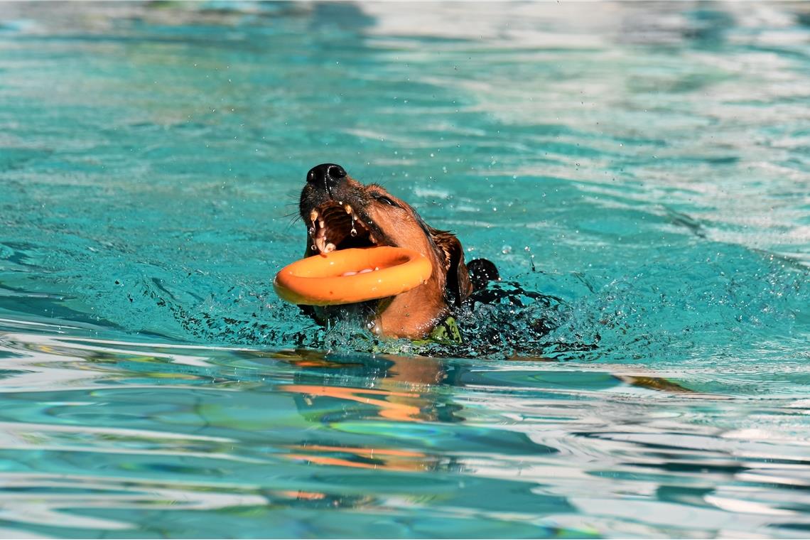 Hundeschwimmen im Freibad, Foto: T. Sellmaier