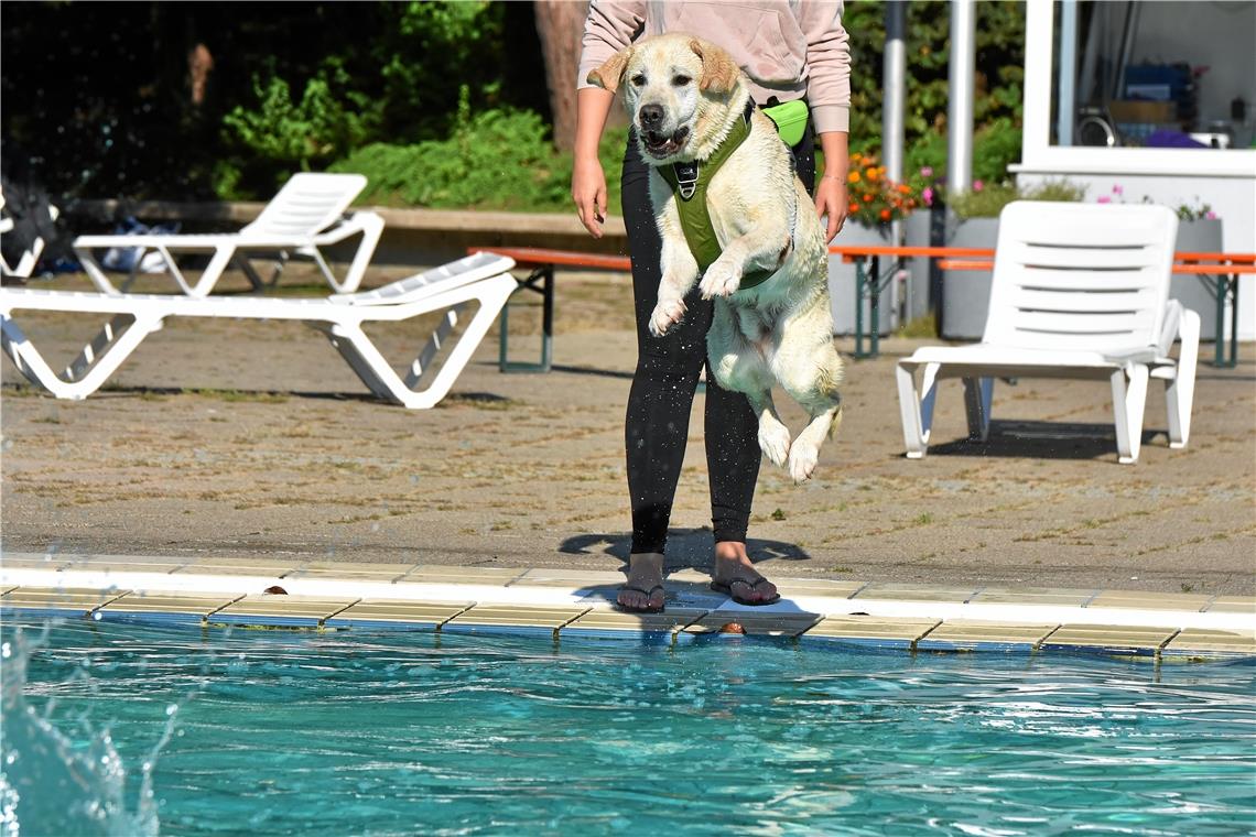 Hundeschwimmen im Freibad, Foto: T. Sellmaier