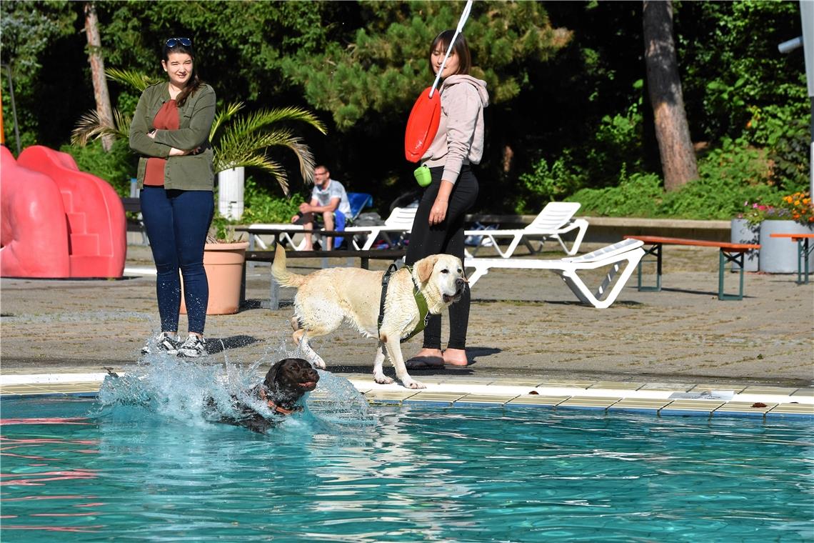 Hundeschwimmen im Freibad, Foto: T. Sellmaier