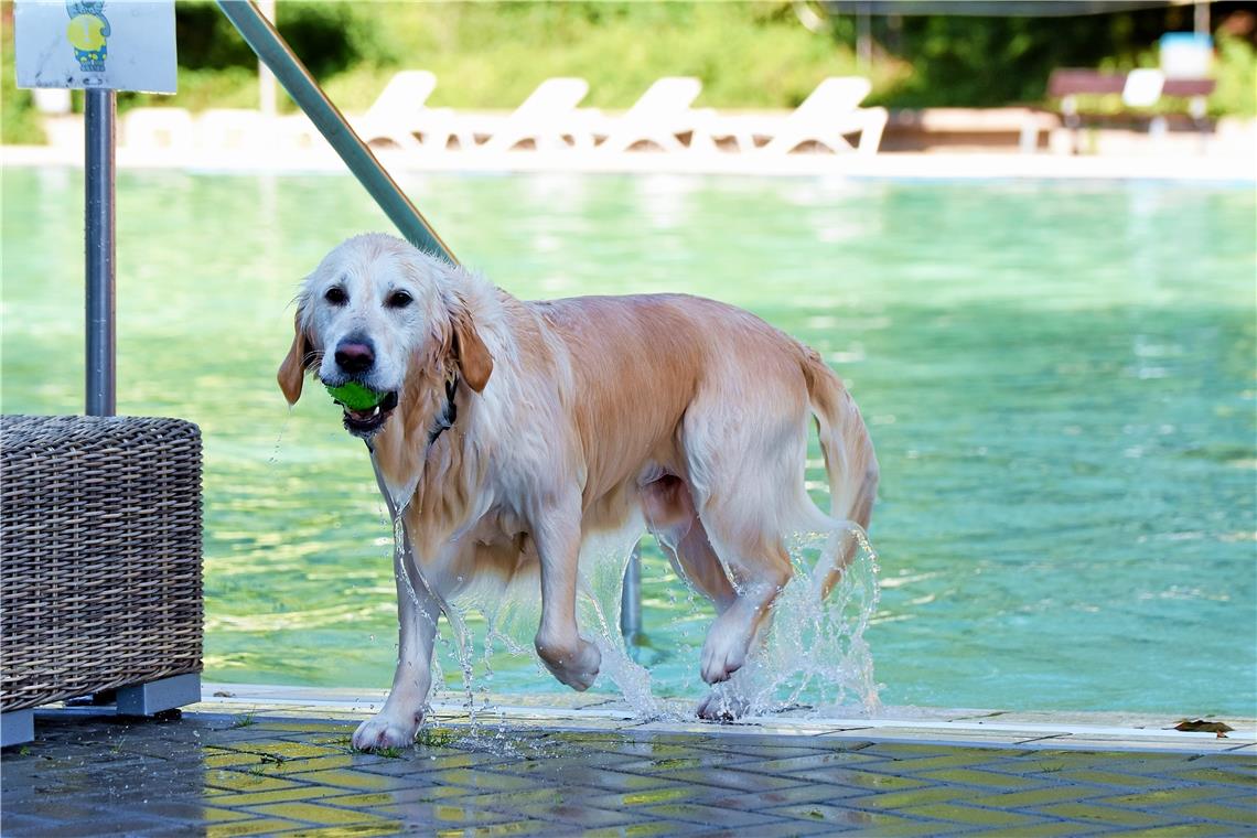 Hundeschwimmen im Freibad, Foto: T. Sellmaier