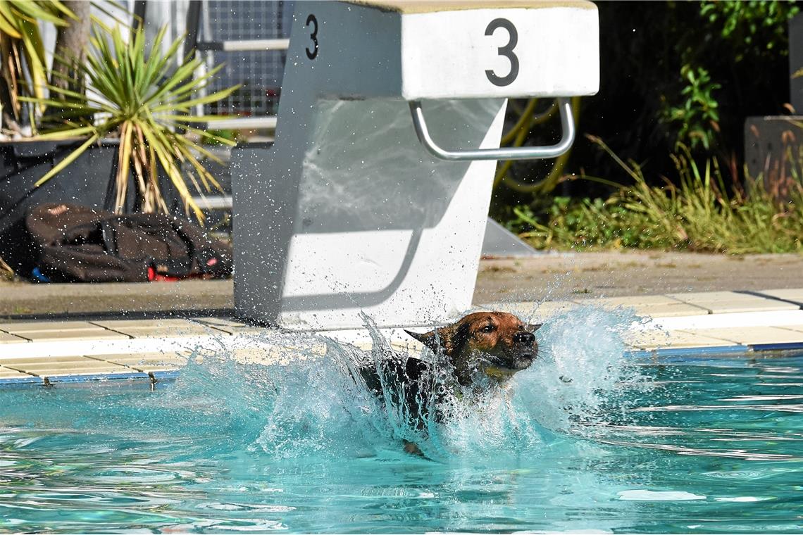 Hundeschwimmen im Freibad, Foto: T. Sellmaier