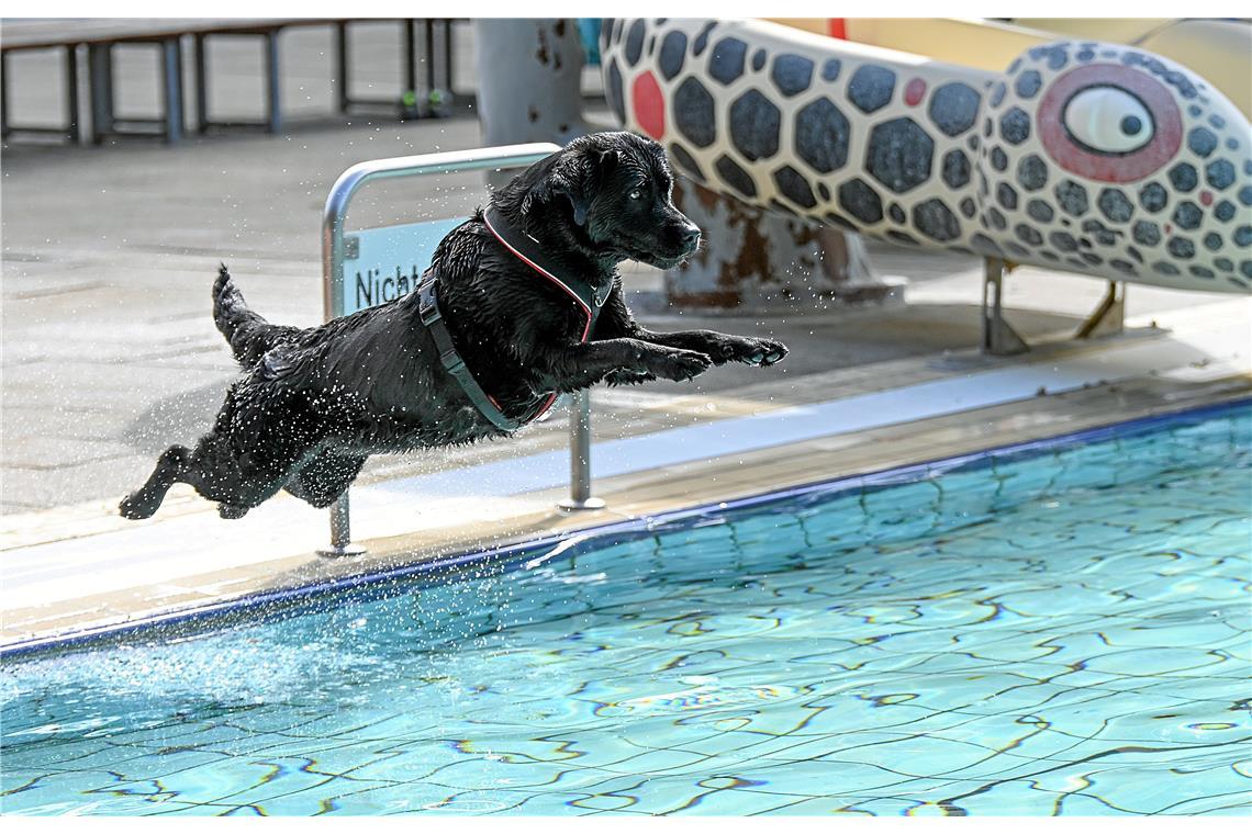 Hundeschwimmen im Freibad Wonnemar in Backnang zum Abschluß der Freibadsaison. S...