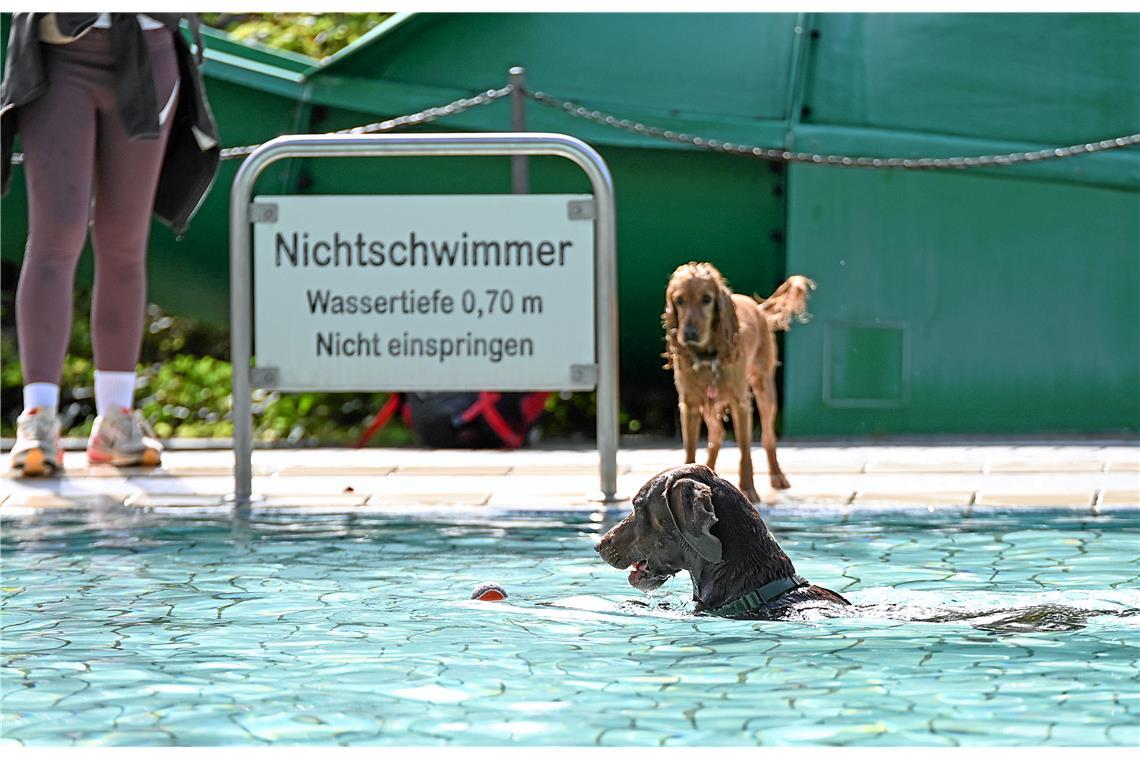 Hundeschwimmen im Freibad Wonnemar in Backnang zum Abschluß der Freibadsaison. S...