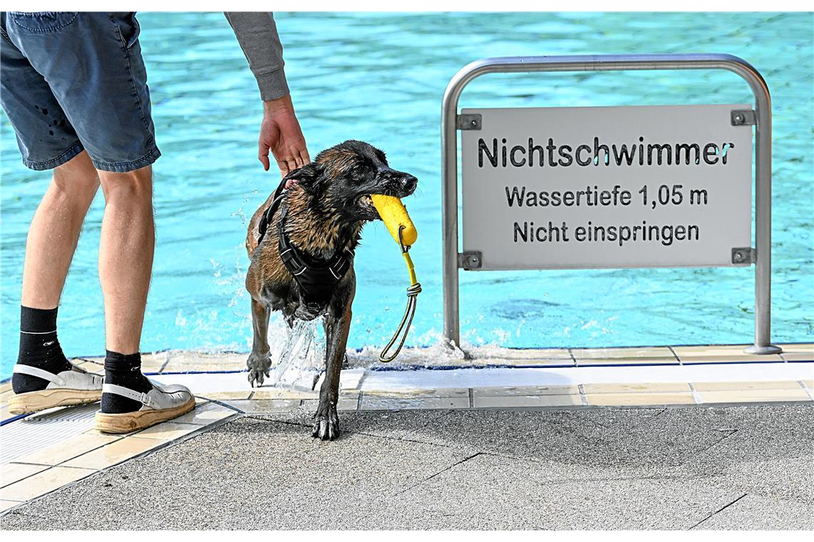 Hundeschwimmen im Freibad Wonnemar in Backnang zum Abschluß der Freibadsaison. S...