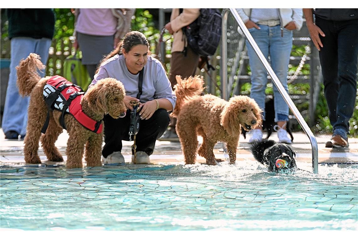 Hundeschwimmen im Freibad Wonnemar in Backnang zum Abschluß der Freibadsaison. S...